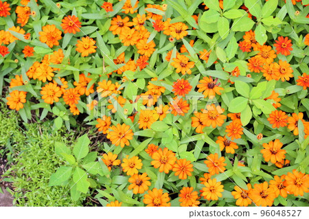Zinnia Flower 96048527