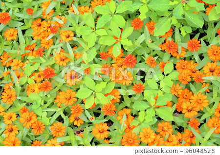 Zinnia Flower 96048528