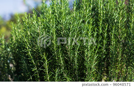 Herb rosemary picking Herb rosemary picking 96048571