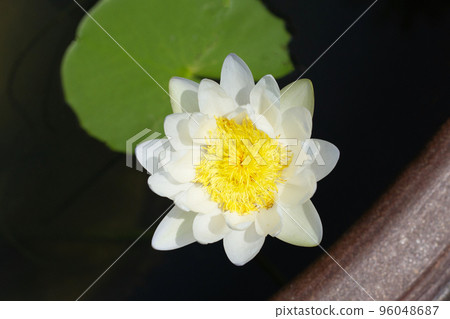 Beautiful blooming Nymphaea lotus flower with leaves, Water lily pot 96048687