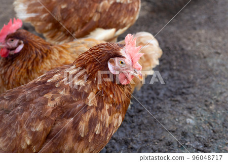 Hens in the chicken farm. Organic poultry house. Hens in the chicken farm. Organic poultry house. 96048717