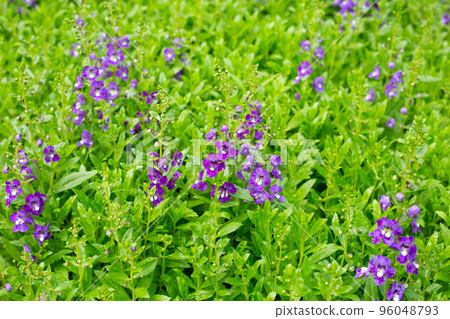 Beautiful angelonia goyazensis benth in the park Beautiful angelonia goyazensis benth in the park 96048793