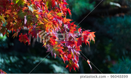 Autumn leaves image 96048899