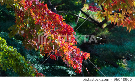 Autumn leaves image Autumn leaves image 96048900
