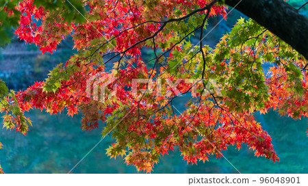 Autumn leaves image Autumn leaves image 96048901