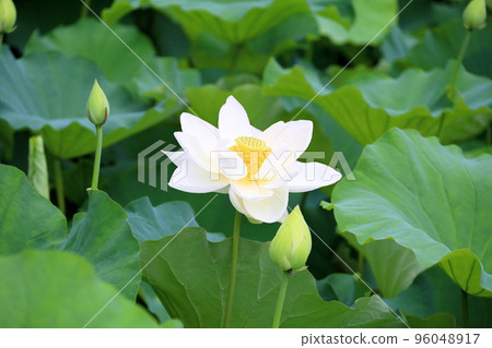 White lotus flower 96048917