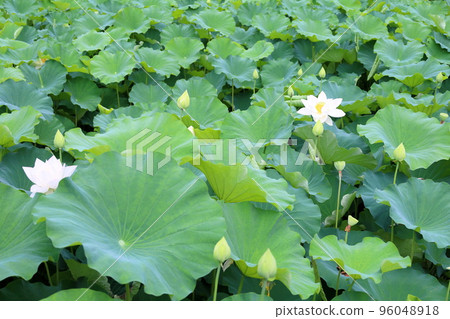 白蓮花 96048918
