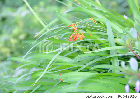 狐狸的狐狸 96048920