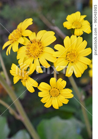 Yellow Tsuwabuki (Ishibuta, Tsuwabuki) in the garden Yellow Tsuwabuki (Ishibuta, Tsuwabuki) in the garden 96048985