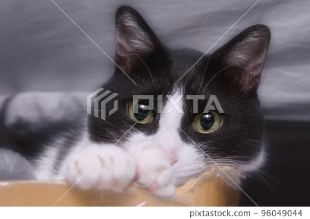 Cat Hachiware cat Cat Hachiware cat 96049044