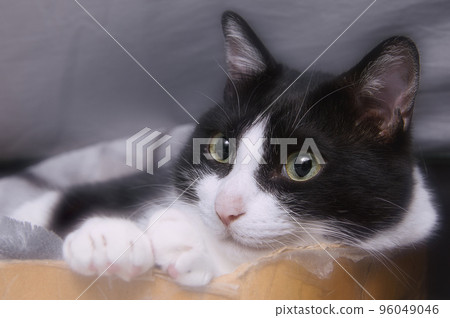 Cat Hachiware cat Cat Hachiware cat 96049046