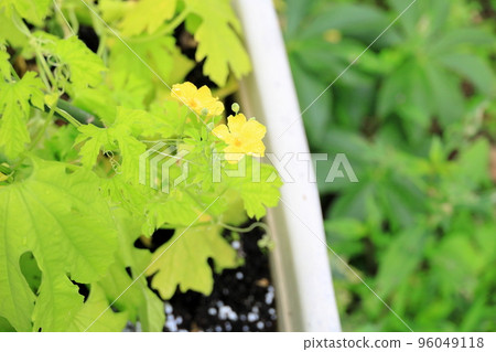 Botanical flowers 96049118