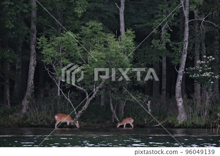 Ezo deer living in the forest 96049139