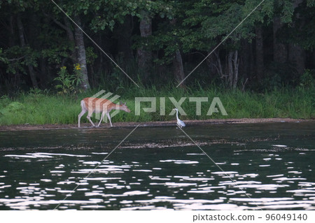 Ezo deer living in the forest 96049140