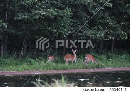 Ezo deer living in the forest Ezo deer living in the forest 96049142
