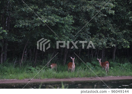 Ezo deer living in the forest 96049144