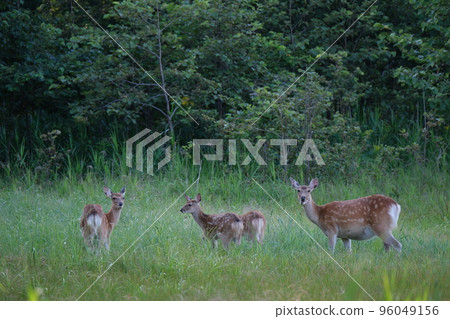 Ezo deer living in the forest Ezo deer living in the forest 96049156