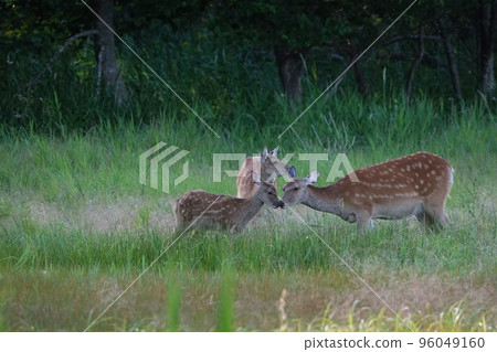 Ezo deer living in the forest Ezo deer living in the forest 96049160