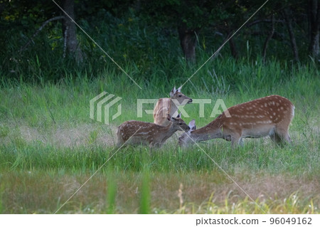 Ezo deer living in the forest 96049162