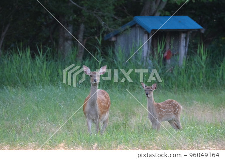 Ezo deer living in the forest Ezo deer living in the forest 96049164