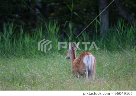 Ezo deer living in the forest 96049165