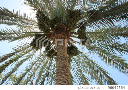 A view from below to the top of a date palm tree with large branches laden with many green dates at Gai Beach in Tiberias Israel A view from below to the top of a date palm tree with large branches laden with many green dates at Gai Beach in Tiberias Israel 96049564