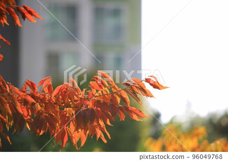 秋天的節日,秋天的風景 秋天的節日,秋天的風景 96049768