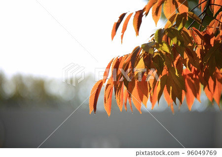 秋天的節日,秋天的風景 秋天的節日,秋天的風景 96049769