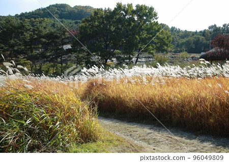 autumn festival, autumn scenery 96049809