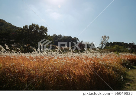 autumn festival, autumn scenery autumn festival, autumn scenery 96049823