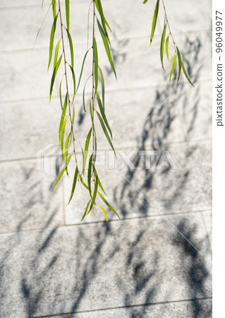 Willows and shadows on an autumn day Willows and shadows on an autumn day 96049977