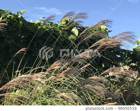 Pampas grass fluttering in the wind Pampas grass fluttering in the wind 96050558