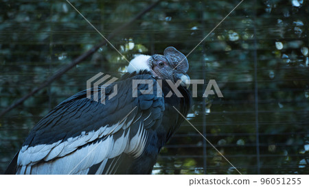 動物園裡又大又漂亮的禿鷹 96051255