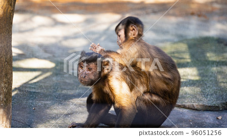 父母和孩子在動物園裡簇擁著卷尾猴 96051256