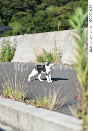 Tashirojima的貓 96051686