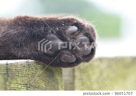 Cat of Tashirojima Cat of Tashirojima 96051707