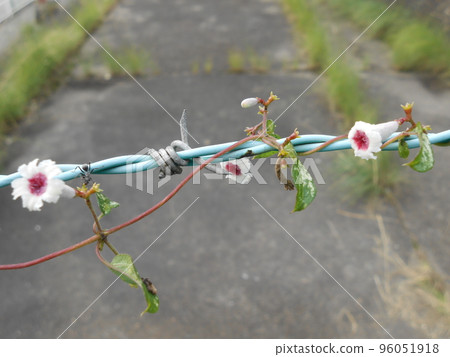 Fence and barbed wire and little flowers Fence and barbed wire and little flowers 96051918