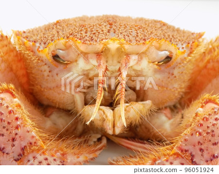 Hairy crab face close-up 96051924