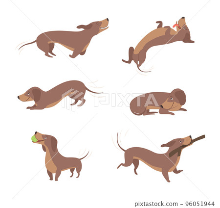 Funny Dachshund Brown Dog Character in Various Pose Vector Set Funny Dachshund Brown Dog Character in Various Pose Vector Set 96051944