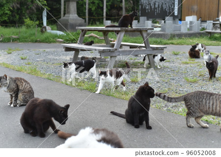Cats living in Tashirojima Island Eki 96052008