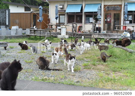 住在田代島站的貓 96052009