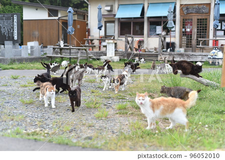 Cats living in Tashirojima Island Eki 96052010