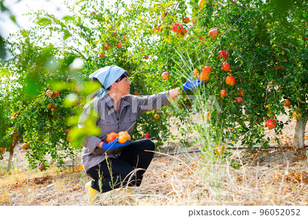Female gardener gathering crop of ripe pomegranates in orchard 96052052