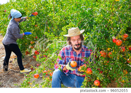 Farmer harvesting ripe pomegranates from trees in garden 96052055