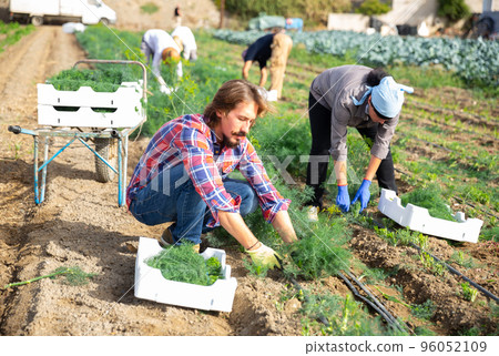Portrait of farmer with harvest of green dill on field Portrait of farmer with harvest of green dill on field 96052109