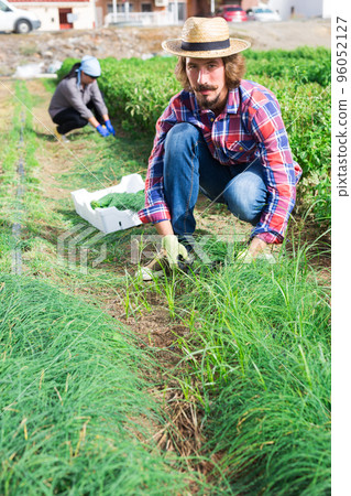 Man gathering crop of green chives on vegetable garden Man gathering crop of green chives on vegetable garden 96052127