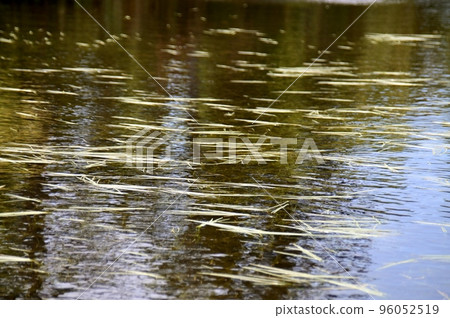 Leaves of golden aquatic plants glittering on the surface of the water Leaves of golden aquatic plants glittering on the surface of the water 96052519