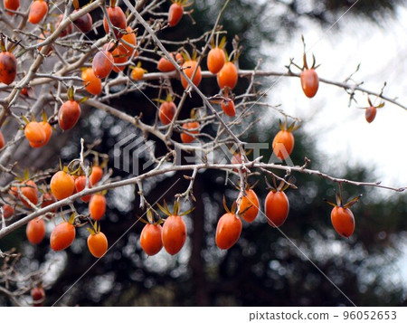 生長在樹上的紅牡蠣 生長在樹上的紅牡蠣 96052653