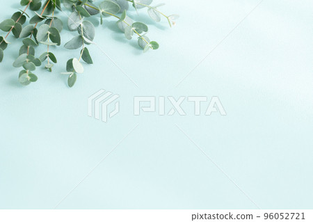 Eucalyptus plant background material Eucalyptus plant background material 96052721