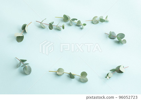 Eucalyptus plant background material Eucalyptus plant background material 96052723